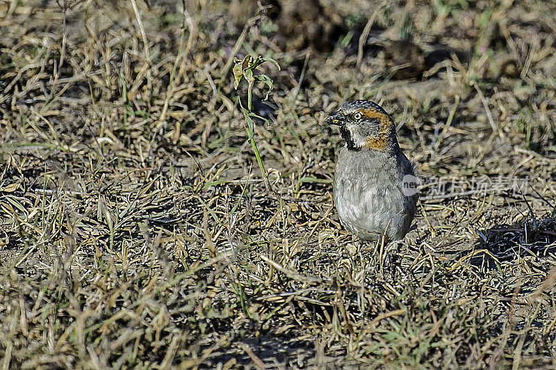 肯尼亚麻雀，也被称为肯尼亚红雀(Passer rufocinctus)，是一种发现于肯尼亚的麻雀。Ol Pejeta保护区，肯尼亚。